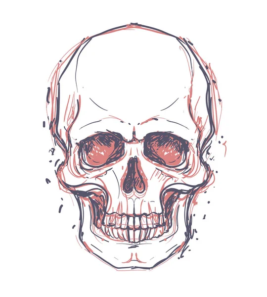 Çizim insan kafatasları 