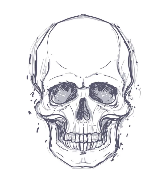 Çizim insan kafatasları 