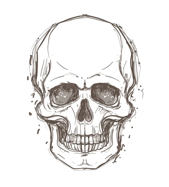 人間の頭蓋骨のデッサン — ストックベクタ