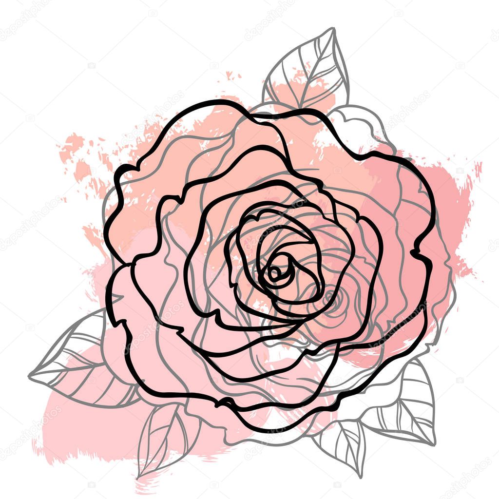 Beautiful rose drawing