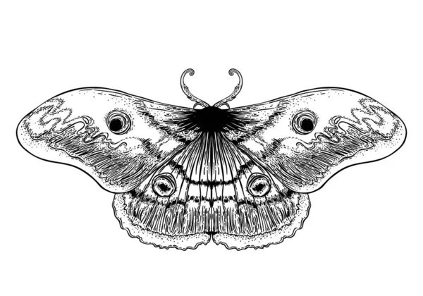 Comet moth on Behance  Moth tattoo Moth tattoo design Luna moth tattoo