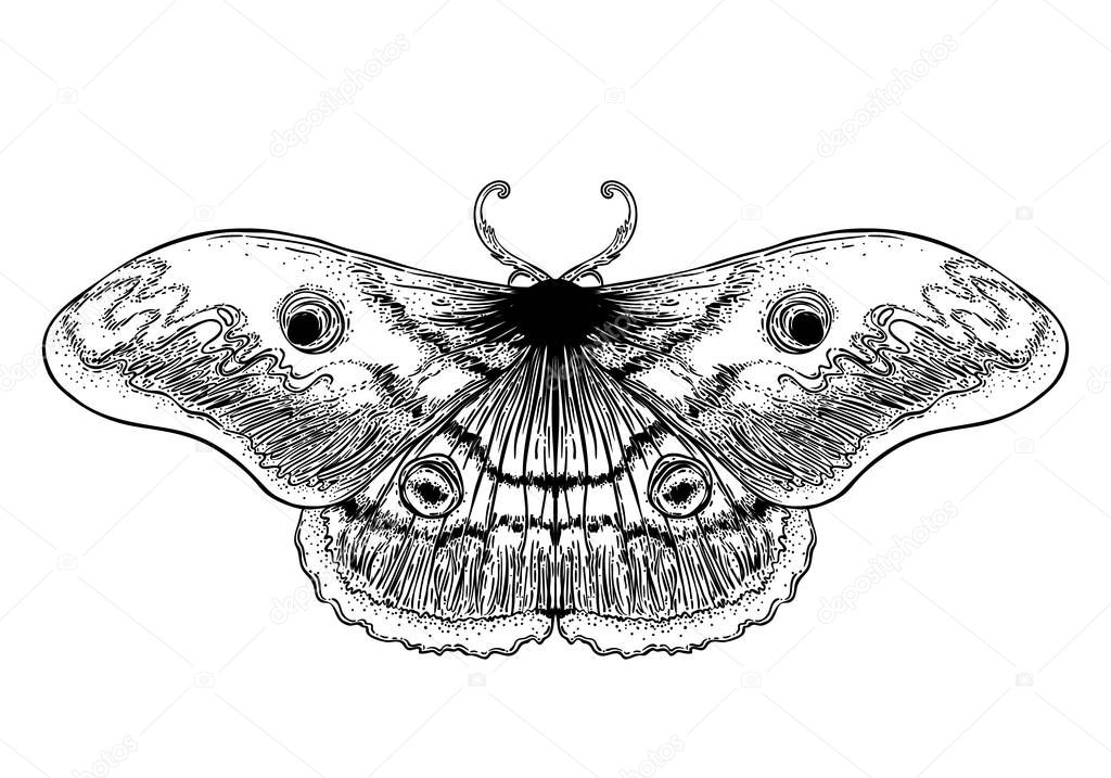 Black and white decorative vector illustration of moth isolated on white over. Tattoo design. Coloring book for adults. Nature, alchemy, magic concept.
