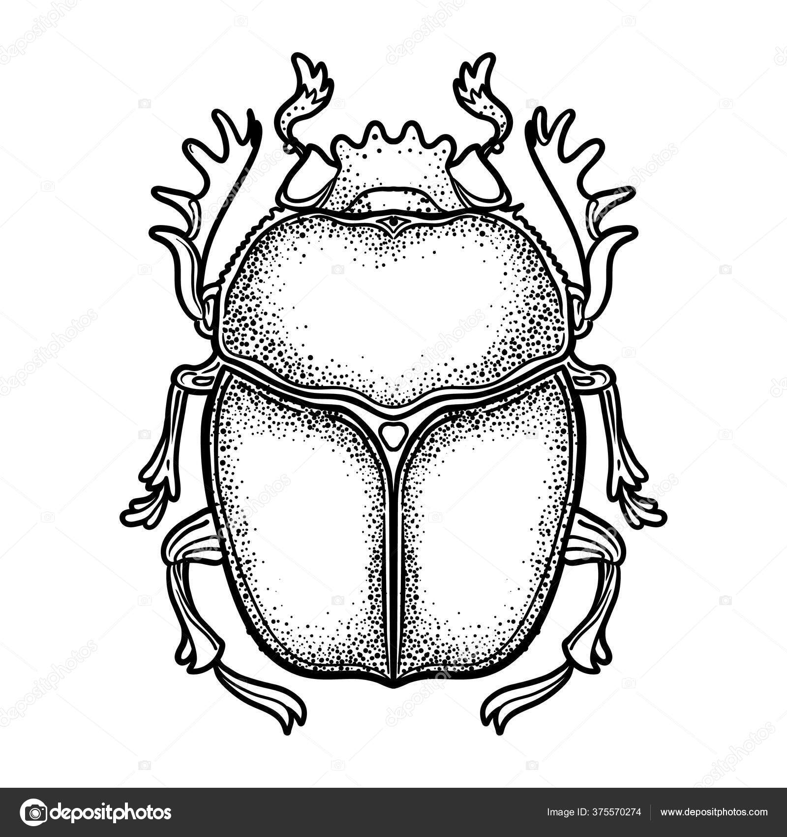 Morphological Features  The Dung Beetle they dont stink