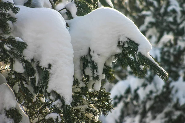Ветви Ели Снегу — стоковое фото