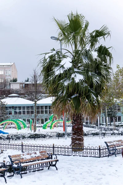 Una Palmera Bajo Nieve — Foto de Stock