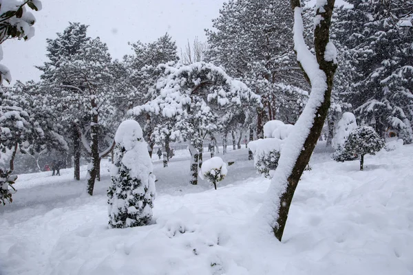 Parque Invierno Nieve — Foto de Stock