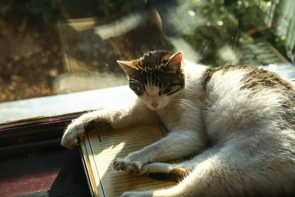 Lovely cat sleeps top of the book near by window