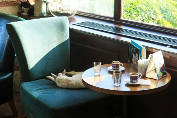 Kedi Türk Kafe 'sinde bir sandalyede uyuyor