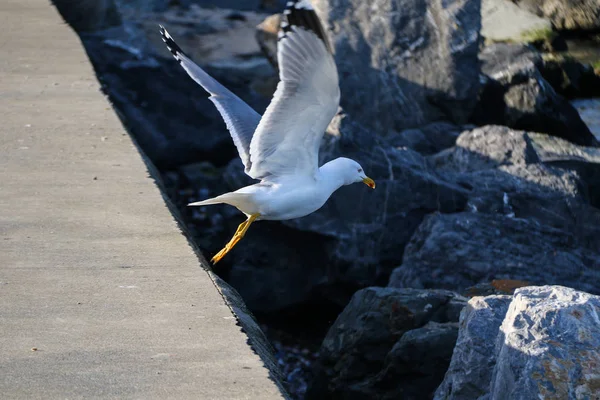 Gaivota Decola Quebra Mar — Fotografia de Stock