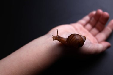 Küçük bir çocuğun elinde salyangoz