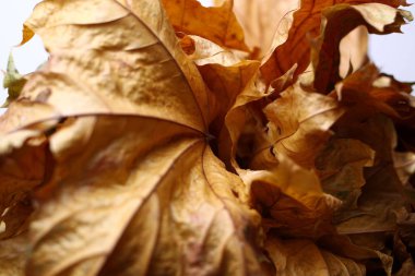 sonbahar yaprakları arka plan