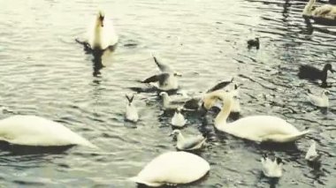 Kuğular Martı Ördekleri Nehir kenarındaki Güvercinler