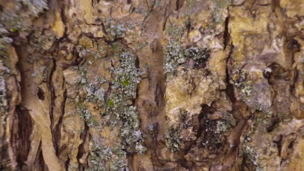 Formigas na casca de uma árvore — Vídeo de Stock