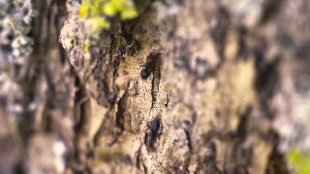 Hormigas en un árbol — Vídeo de stock