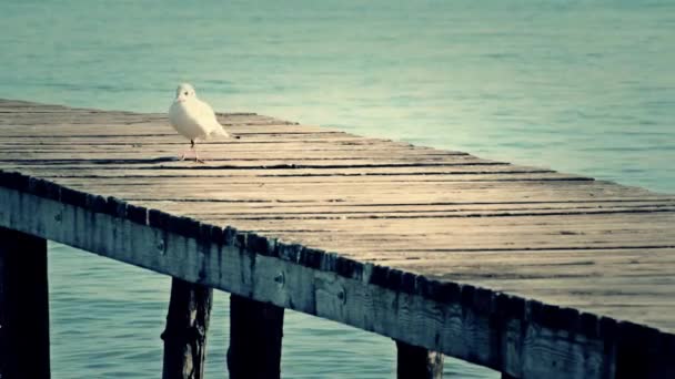 Fågel på sjön — Stockvideo