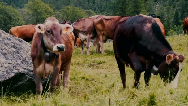 Коровы в долине — стоковое видео