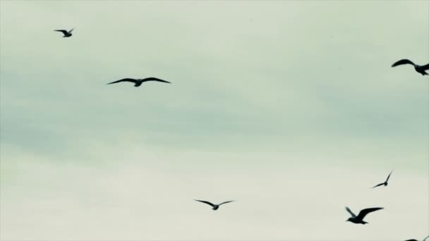 Seagulls Flying in Slow Motion — Stock Video