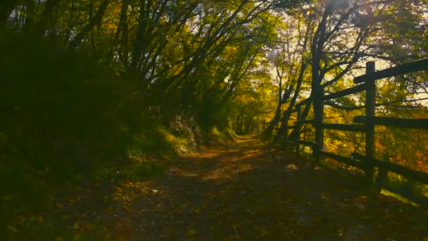 Een wandeling in het bos — Stockvideo