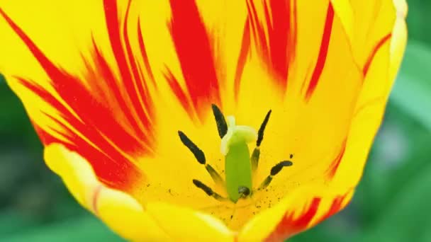 Kleurrijke tulip — Stockvideo