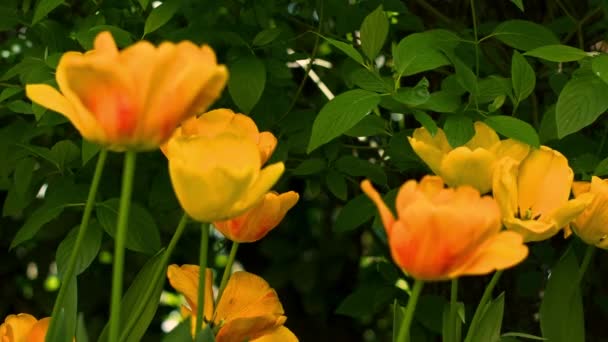 Tulipanes en un jardín — Vídeo de stock