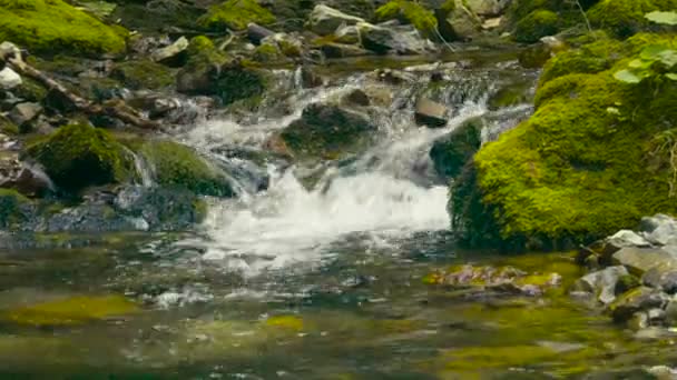 森林中的水 — 图库视频影像