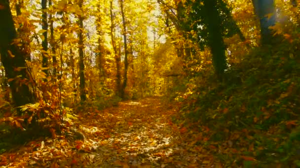 Kouzelný podzim — Stock video