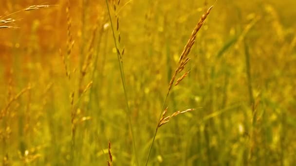 Pole pszenicy złotej — Wideo stockowe