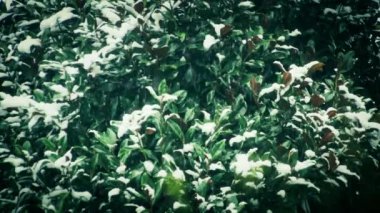 karlı kış, ağaçlar