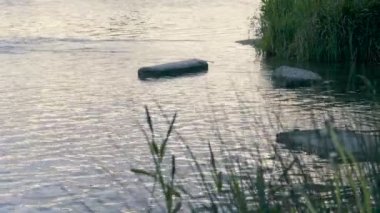 Göl kenarındaki Kayalar ve Bitkiler