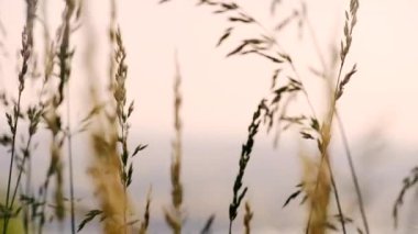 Ormanın içinde sessiz nehir