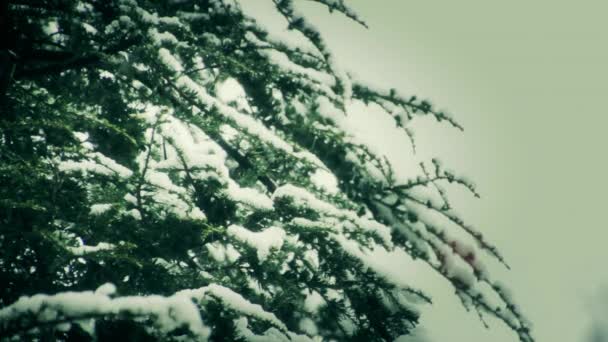 Téli havas fák — Stock videók