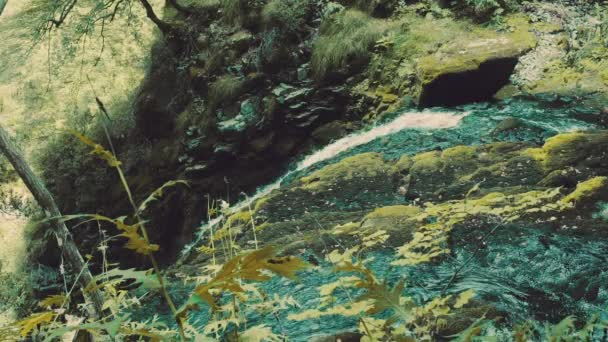 Волшебный лес и река — стоковое видео