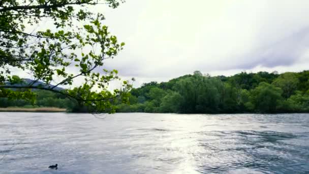 Річка тече й вегетація у день хмар — стокове відео