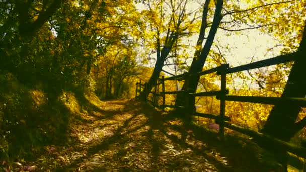 Spaziergang an einem Zaun im Wald — Stockvideo