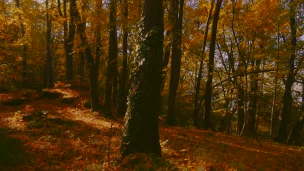 Tussen de herfstbomen — Stockvideo