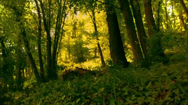 Bosques ventosos — Vídeos de Stock