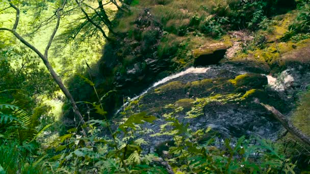 森林中安静的河流 — 图库视频影像