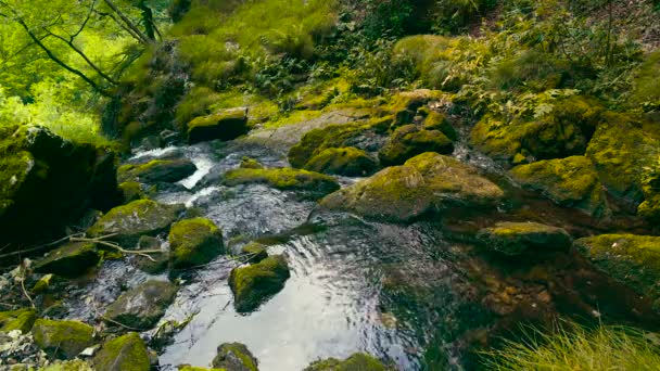 森林中安静的河流 — 图库视频影像