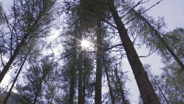 Kiefernwald im Sonnenlicht — Stockvideo