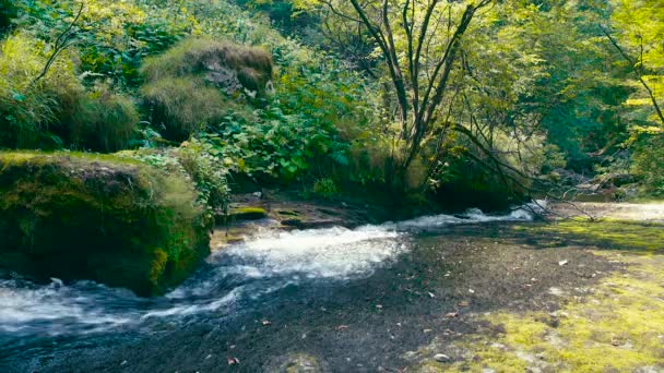 Река в диком лесу — стоковое видео