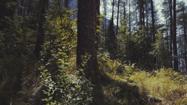 In i skogen på en solig dag — Stockvideo