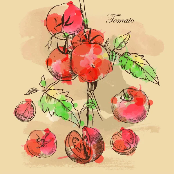 Boceto vectorial de tomates para el diseño — Archivo Imágenes Vectoriales
