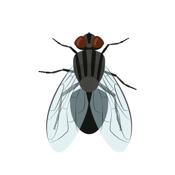 Mosca inseto isolado em fundo branco. Ilustração vetorial — Vetor de Stock