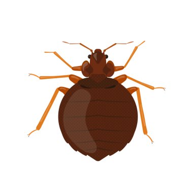 Tahtakurusu beyaz arkaplanda izole edilmiş. Böcek illüstrasyonu