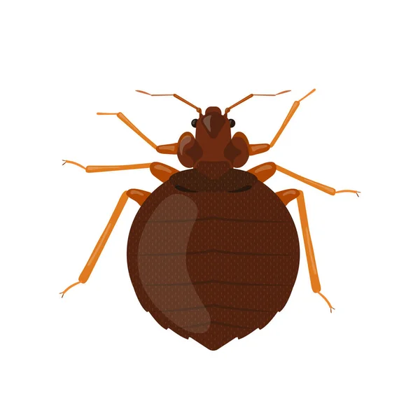Bedbug απομονώνονται σε λευκό φόντο. Εικονογράφηση εντόμων — Διανυσματικό Αρχείο