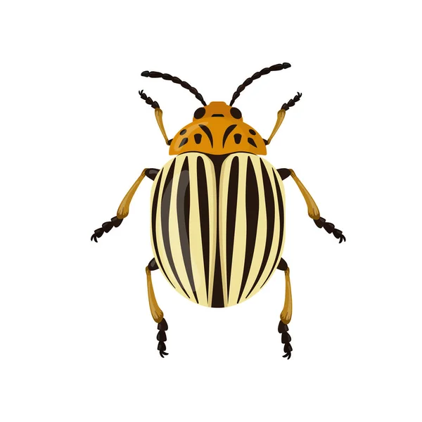Κατσαρίδα σκαθαριού Κολοράντο απομονωμένη σε λευκό φόντο. Εικονογράφηση εντόμων — Διανυσματικό Αρχείο
