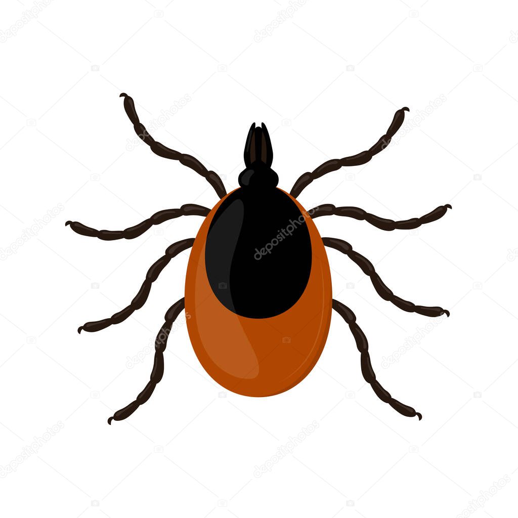 Mite isolated on white background. Insect illustration