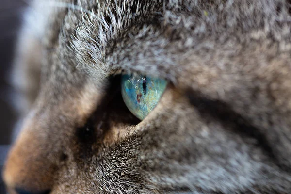 Close up gestromte Katze — Stockfoto