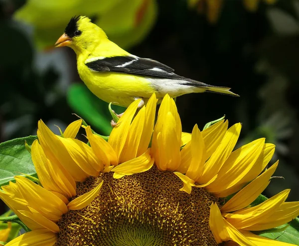 Pássaro Americano Goldfinch Empoleirado Girassol Amarelo Jardim New Jersey — Fotografia de Stock