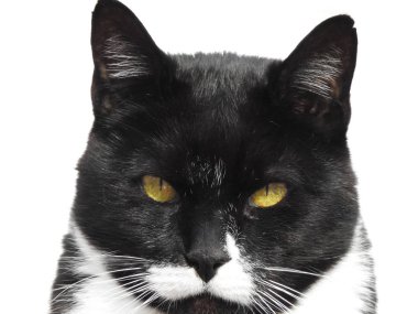 Beyaz arka planda pek de mutlu olmayan bir smokin Kedi Kapanışı